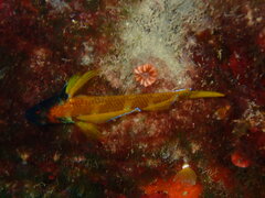 Tripterygion delaisi