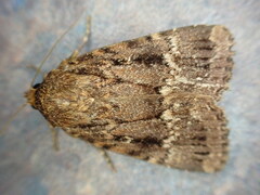 Amphipyra pyramidea