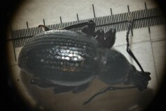 Otiorhynchus