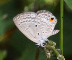 Euchrysops malathana