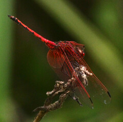 Trithemis arteriosa