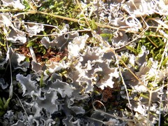 Peltigera rufescens