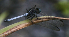 Orthetrum julia