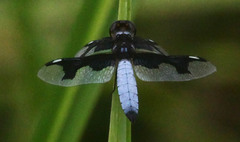 Palpopleura portia
