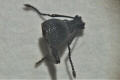 Otiorhynchus