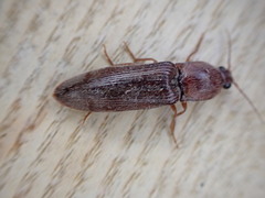 Stenagostus rhombeus
