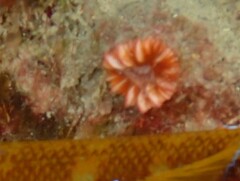Caryophyllia smithii