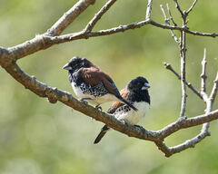 Spermestes bicolor nigriceps