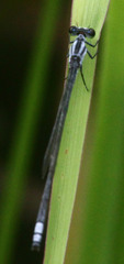 Pseudagrion kersteni