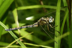 Orthetrum