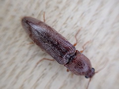 Stenagostus rhombeus