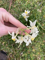 Narcissus tazetta