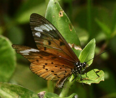 Acraea encedon encedon