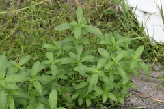 Synedrella nodiflora