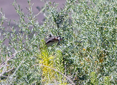 Archilochus alexandri