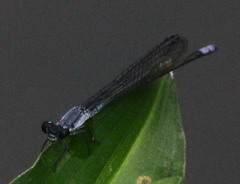 Pseudagrion salisburyense