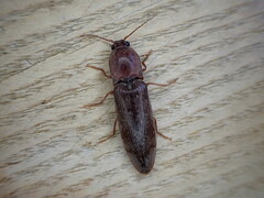 Stenagostus rhombeus