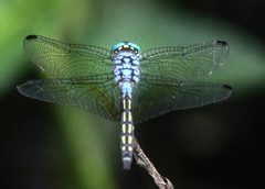 Trithemis stictica
