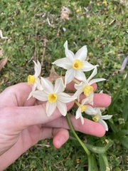 Narcissus tazetta