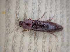 Stenagostus rhombeus