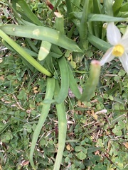 Narcissus tazetta