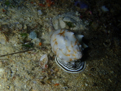 Cymbiola vespertilio