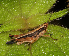 Orphulella