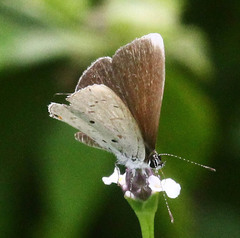 Eicochrysops hippocrates