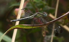 Hemistigma albipunctum