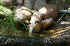 Cossypha caffra caffra