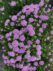 Pimelea ferruginea