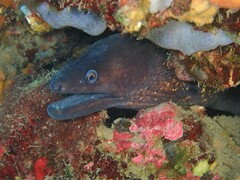 Muraena helena