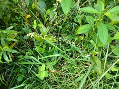 Persicaria virginiana