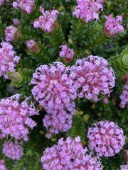 Pimelea ferruginea