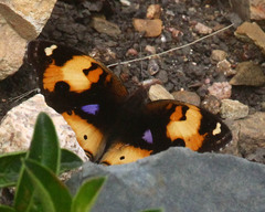 Junonia hierta cebrene