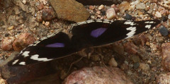 Junonia oenone oenone