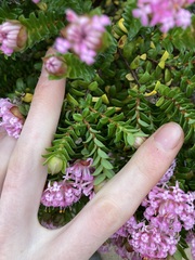 Pimelea ferruginea
