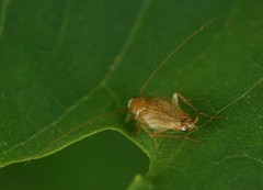 Ectobius pallidus