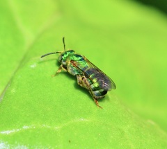 Agapostemon sericeus