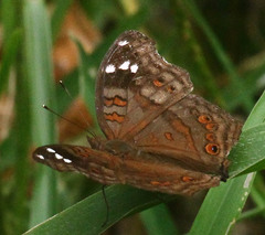 Junonia natalica natalica