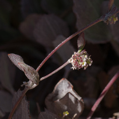 Centella difformis