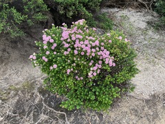 Pimelea ferruginea