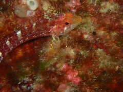 Tripterygion delaisi