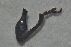 Otiorhynchus