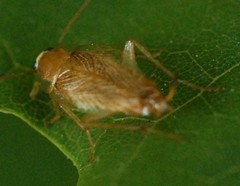 Ectobius pallidus