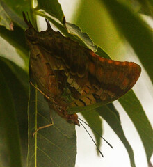 Charaxes candiope