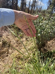 Paspalum laeve