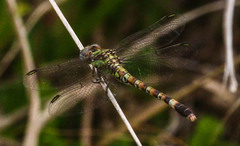 Paragomphus genei