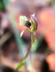 Chiloglottis trapeziformis