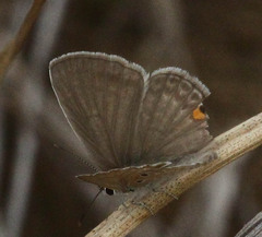 Euchrysops malathana